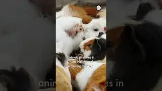 West Hollywood Bans the Sale of Animals in Pet Stores