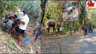 Forest Department Ke Team Ne Dusre Hinsak Haathi Ko Bhi Pakad Liya!