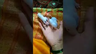 ##white cohaa##