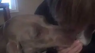 angry weimaraner