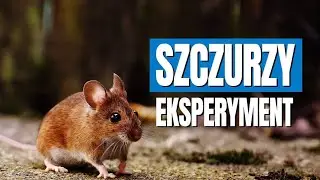 Eksperyment na szczurach - czy to nasza przyszłość?