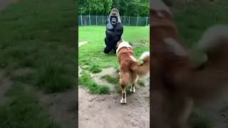 He looks SCARY but Watch how he treats the Dog  🦍🥺 #Shorts