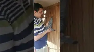 زغاليل من اشهر سلالات  الحمام الزاجل  للراغبين  المهندس البطل احمد فارس ٠١٢٢٨٢٧٩٠٤٧ #غاوي_البسطاء