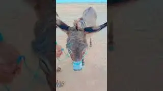 #shortsfeed#shortviral#donkeydancevidoviral#donkeyrajavideoviral#donkeykong#rifaqatali.geo4all#ipl9#