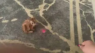 The kitten 🐱 