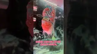 Small Trick to Keep Flowerhorn Healthy || Blue Aquatics 💙 #shortvideos #shorts #flowerhorn