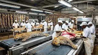 Inside Modern Leopard Leather Factory: From Raw Leopard Skin to High-End Fashion (Full Process)