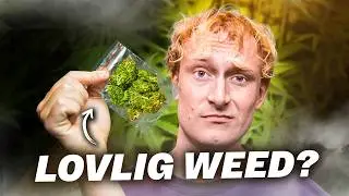 Jeg undersøger LOVLIG HASH i Danmark