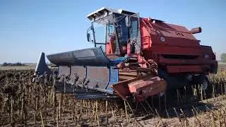Bizon Gigant Z083 słonecznik 🌻