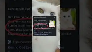 harga kucing odd eye