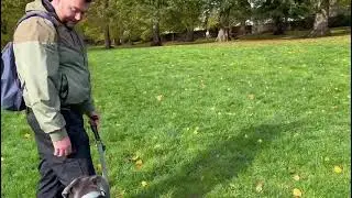 Reactive Dog Training in Public: How to Achieve Calmness Around Triggers