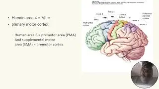 Motor Control Overview