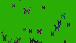 Enchanting Butterfly Animation : Green Screen Magic