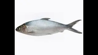 Fish.mp4