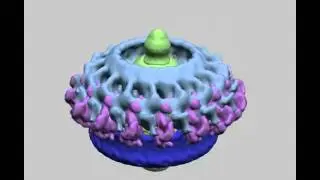 The Unique Paradigm of Spirochete Motility and Chemotaxis: Supplemental Video 2
