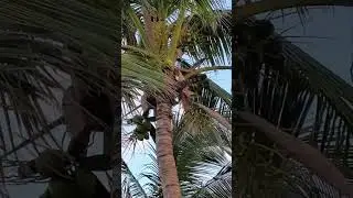 Birds singing 01/11/26.