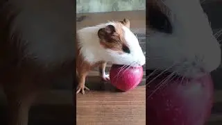 Cute Guinea Pig Body Builder#guinepig #viral #shorts