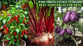 25 Most Productive Vegetables for Containers || Best Vegetables for Pots