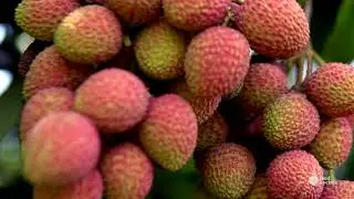 Lichias Red Lychee