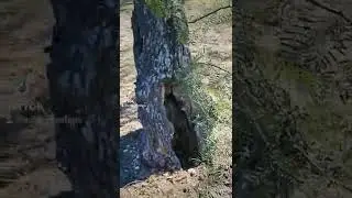 Thorn Tree!?