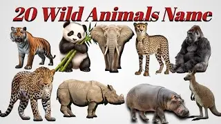 जंगली जानवरों के नाम | 20 Wild Animals Name | janvaron ke naam | Wild Animals