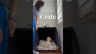 ✨How to stop your puppy from barking in the crate! #Puppy #CrateTraining #PuppyTraining #PuppyTips
