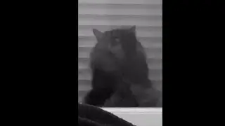 Cat Keeps Tapping On The Window When Owner Gives Him The Finger