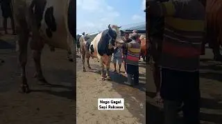 #shorts Nego Gagal🔥Sapi FH Raksasa Buka Harga 36,5 Juta