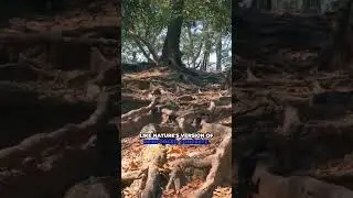 Tajny system wsparcia generała Shermana składa się z płytkich korzeni, powiązanych sieci i celowe...