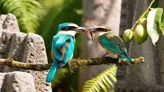 Nature Documentary - The Guam kingfisher | IUCN Redlist 