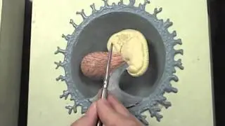 Early stages of human embryo model.mov