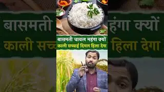 The truth about Basmati rice #basmatirice #basmatichawal #basmatiindia #facts #education