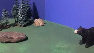 Black Bear VS Timber Wolf