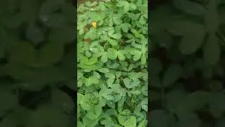 Muphali ki fasal