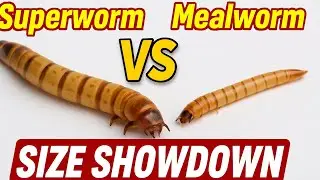 Superworms vs Mealworms | Size, Speed & Nutrition Compared! #mealworms
