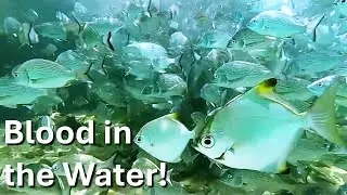 Fish Feeding Frenzy | Documentary Clip