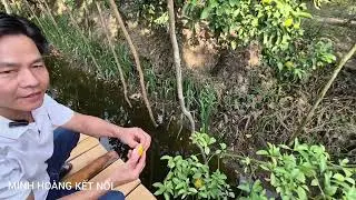 Anh chủ vườn quýt hồng Lai Vung làm chuyện này 