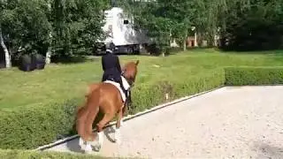 kanerva riverdance verkka 20190621horsemail video 1561218072