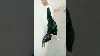 aseel ky shokeen #beautifulaseel mushka murgha #viral video #aseel ky shoken