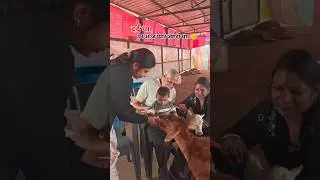 दर्द था,पर आज प्यार ज़्यादा था। #explore #shorts #prem #dayak #animals #gaumata #dard