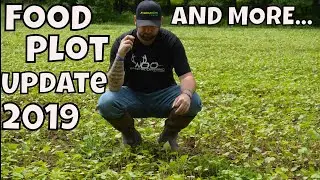 Iron Clay Cow Peas, Buck wheat Deer Food Plot Updates...AND MORE!