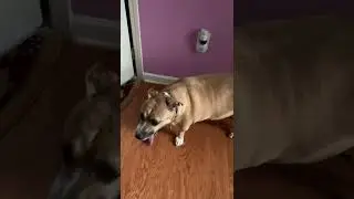 Hard rain today . СИЛЬНЫЙ ДОЖДЬ С ГРОМОМ. MY DOG SKARED.