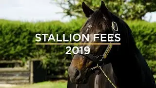Cambridge Stud 2019 Stallion Fees