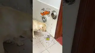 This little dog has been tricked by its owner again#pets #animals #dog #shorts