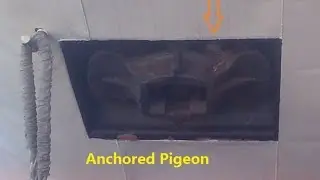 Anchored Pigeon