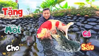 Sửa Lại Bể Koi Bị Dò Nước Và Kiếm Mồi Làm Quà Cho Cá Sấu Ăn / Quế Nghịch