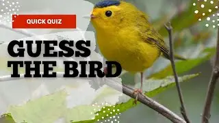 Guess the Bird Name Challenge | Fun Bird Quiz Game for All Ages
