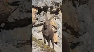 Magical moments in the mountains 🥺❤️