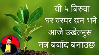 यी ५ बिरुवा घर वर पर छ्न भने आजै उखेल्नुस नत्र बर्बाद बनाउछ । Vastu Plants