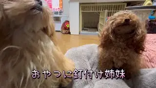 おやつを食べながら年末のご挨拶#トイプードル #ちわぷーぷー #多頭飼い 